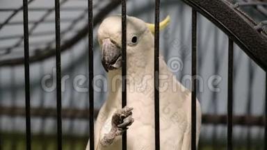 白色硫磺冠冠鹦鹉在笼子里靠近